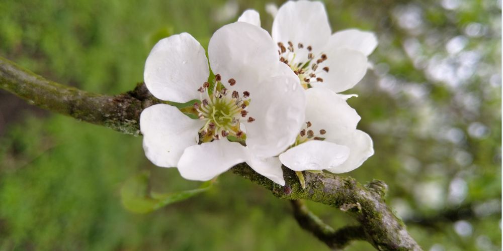 Blüte2 jpg 1000x500