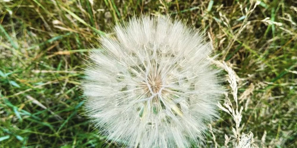 Bocksbart 1000x500 jpg