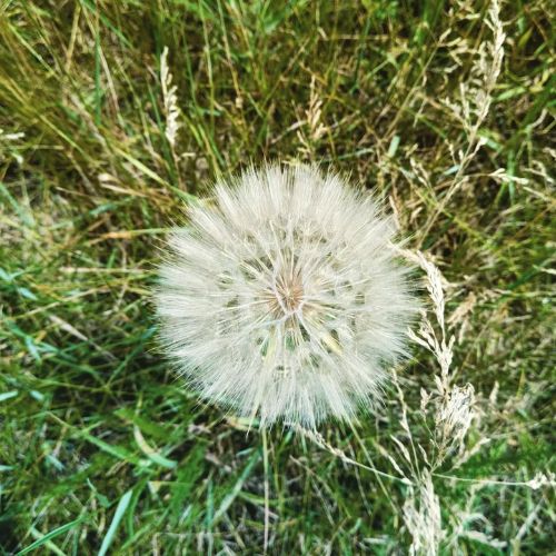 Bocksbart 500x500 jpg